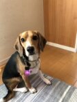 お散歩わんチャームを付けているビーグル犬