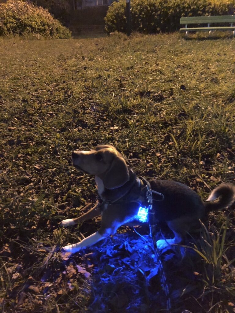 薄暗い公園でLEDわんチャームを点灯させて装着しているビーグル犬